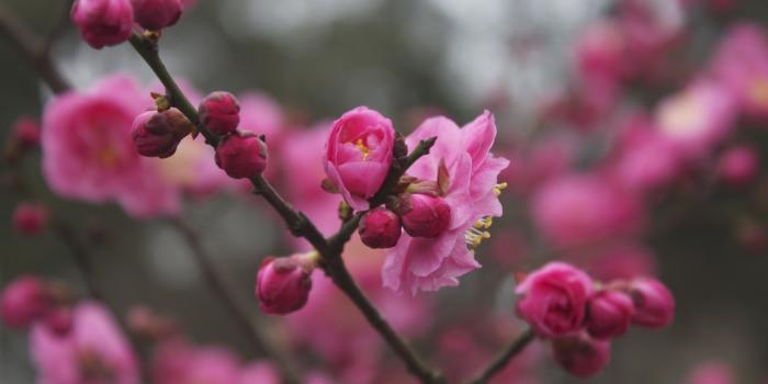 4752x3168 Pink flower blossoming tree, plum HD wallpaper | Wallpaper Flare