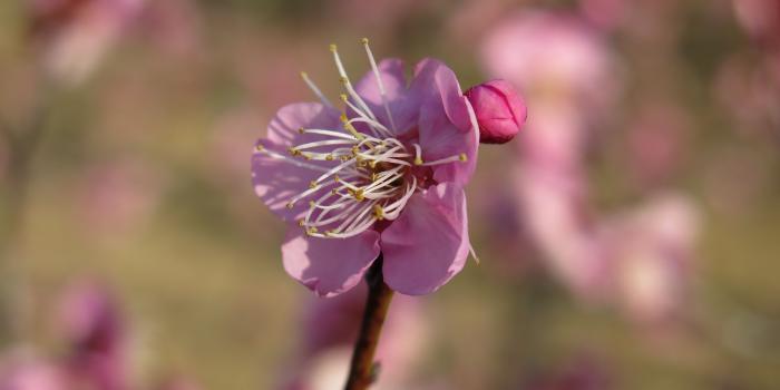 3840x2400 Download wallpaper 3840x2400 plum, blossom, branch, flower 4k ultra