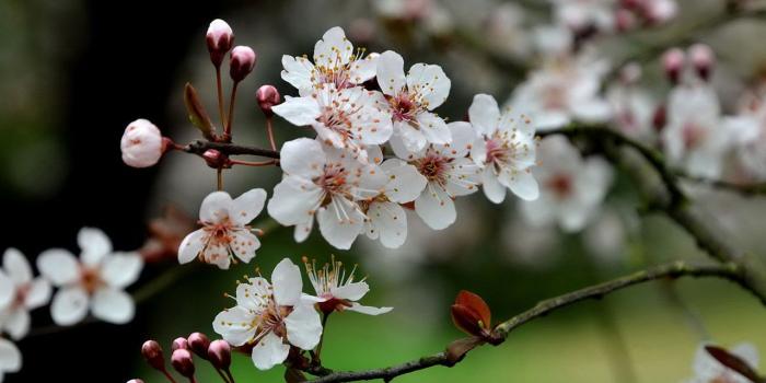 1280x800 Plum Blossom Photography Wallpaper － Flower Wallpapers - Free