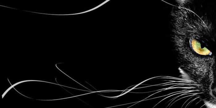 1280x1024 Wallpapers Black Cat