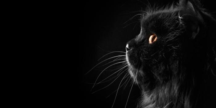 2560x1600 Wallpapers Black Cat