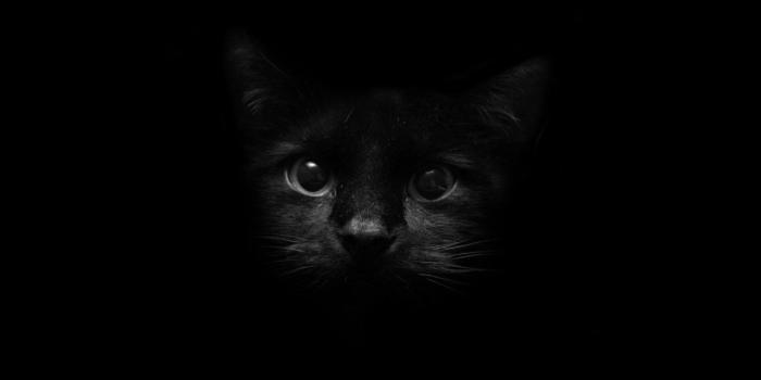 1280x800 black cats - | Paintings /Art | Cat wallpaper, Black cat images