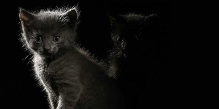 1152x864 Grey Darkness Kittens Dark Cats Black Cat Wallpaper - Funny