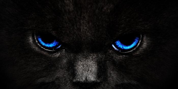 1920x1080 75+ Cat Background Wallpapers on WallpaperPlay