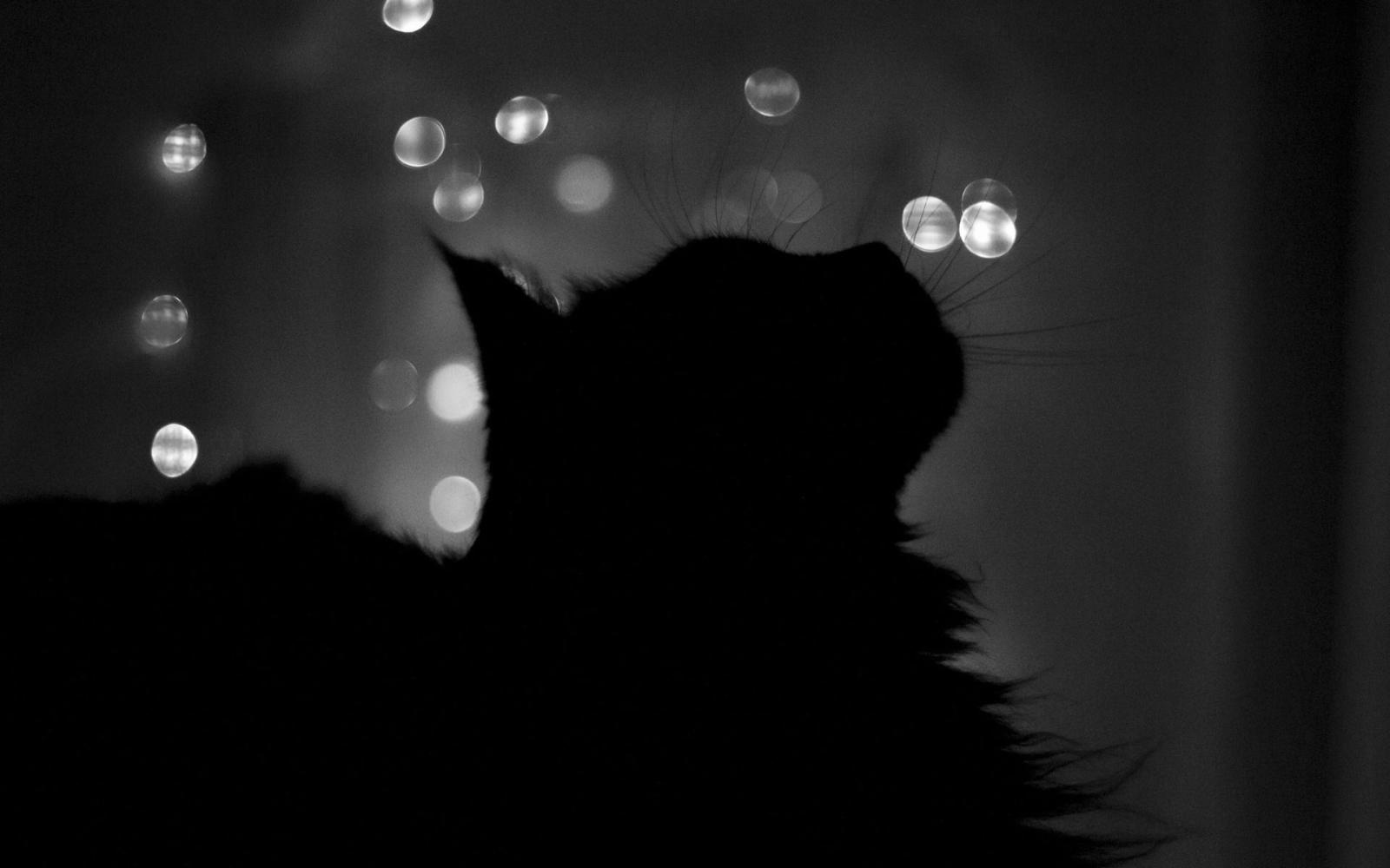 1920x1200 pets: Black Cat Wallpaper 24144 1920x1200 px ~ HDWallSource.com