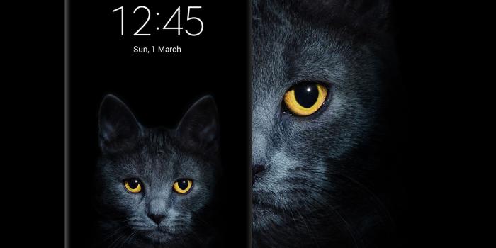 2028x2028 Grey Cat wallpaper # wallpaper, #android, #phone, #smartphone