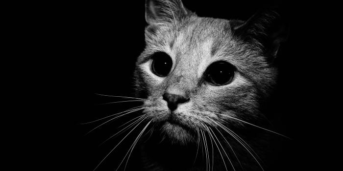 4672x3104 Black And White Cat Wallpapers
