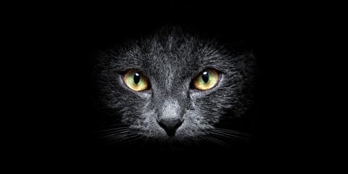 1366x768 50+] Black Cat Wallpaper for Computer on WallpaperSafari