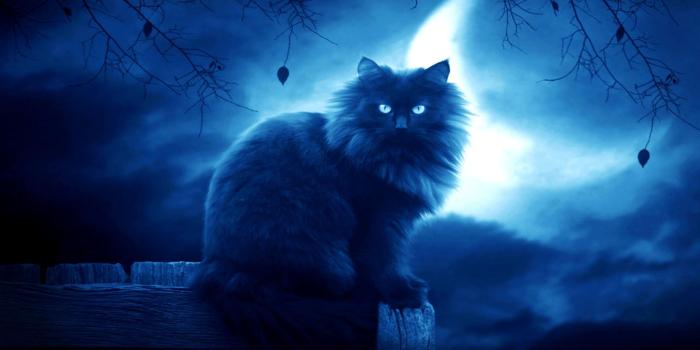 2048x1152 Snout, Erin Hunter, Firestar, Dark, Black Cat Image for Youtube