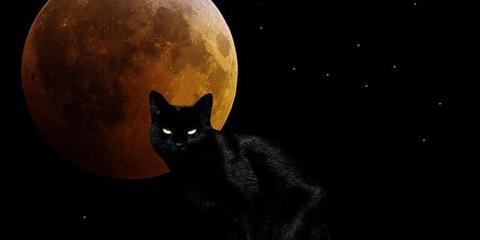 1280x875 CGI Cat Animal Eye Dark Moon Black Wallpaper | sim so dep phong thuy