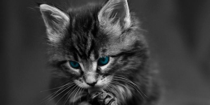 1280x1024 Download Dark Cat Wallpaper (44+) - Free Wallpaper For your screen.