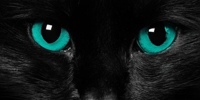 1280x960 black-cat-blue-eyes-cat-wallpaper. - Animals Wallpaper (36524899