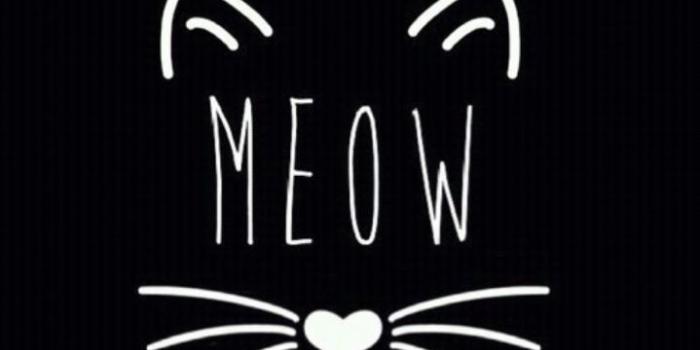 719x1280 Dark Cat Wallpaper 44 Download 4k Wallpapers For Free Wall Paper Of