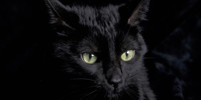 1920x1080 Black Cat Wallpapers - Top Free Black Cat Backgrounds - WallpaperAccess