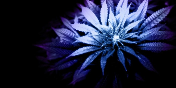 1920x1200 Weed Leaf Wallpapers (56+)