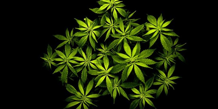 1190x728 Marijuana Wallpaper Hd | Its Wallpapers