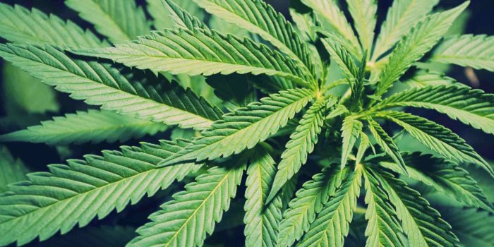 2351x1172 Weed Wallpaper Tumblr ·① WallpaperTag