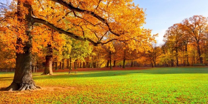 1366x768 Scenery HD Wallpaper, Download picture of a stunning yellow tree