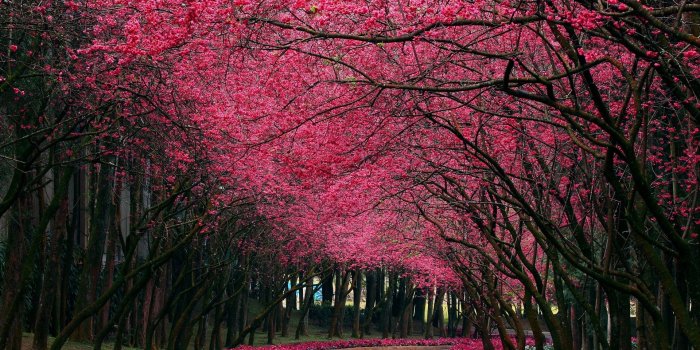 1920x1200 Pink Tree Nature Scenery Wallpaper HD #8729 - Ongur