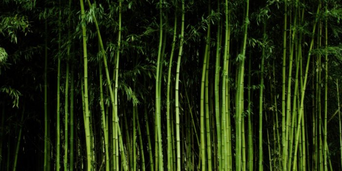 1920x1080 Bamboo wallpaper | 1920x1080 | #43700