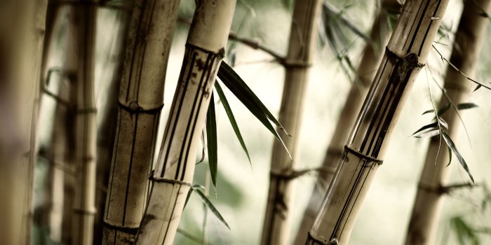 2560x1920 Bamboo ❤ 4K HD Desktop Wallpaper for 4K Ultra HD TV • Wide & Ultra