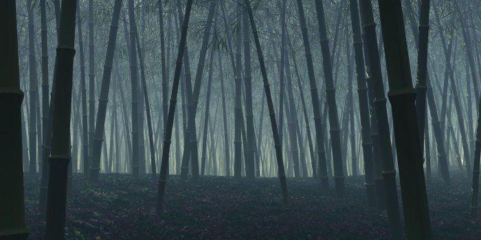 1920x1200 HD wallpaper: Bamboo wallpaper, watercolor, plant, green color