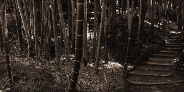 1280x804 Bamboo forest wallpapers | Bamboo forest stock photos