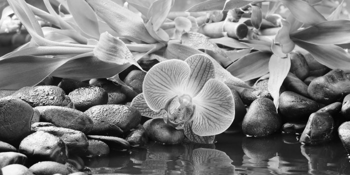 6500x4000 Free Hd Flower Stones Black Bamboo Water Hd Wallpapers Download