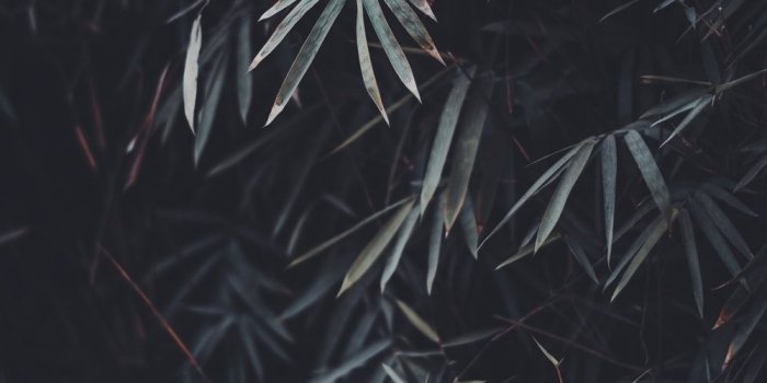 1000x1500 Plant, leaves, plants and palms | HD photo by Vishal Banik