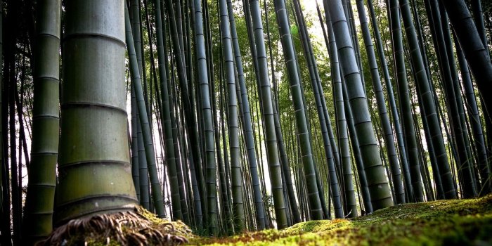 1920x1200 black bamboo forest | Graphic Design Practice: Trade Show | Bamboo