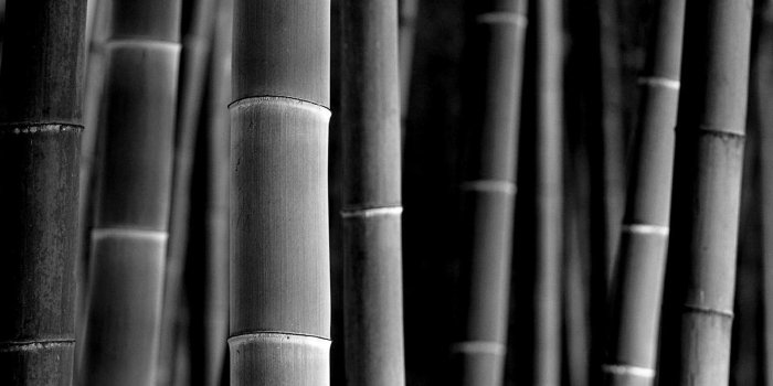 1600x1000 bamboo | Inspiration: All Things Black & White w Color | Bamboo