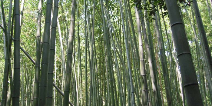 1600x1200 55+ Bamboo Forest Wallpapers - Download at WallpaperBro