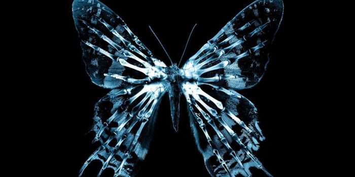 1280x1280 Butterfly X Ray ❤ 4K HD Desktop Wallpaper for 4K Ultra HD TV • Dual