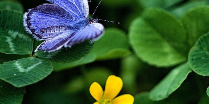 1440x2960 1440x2960 Blue Butterfly Clover 4k Samsung Galaxy Note 9,8, S9,S8