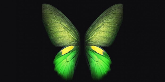1440x2960 Downaload Samsung Galaxy Fold, Butterfly, green wallpaper, 1440x2960