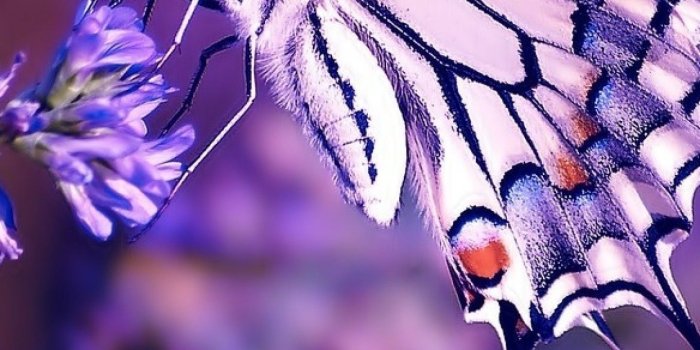 1440x2960 Download 1440x2960 Butterfly, Blurred, Insects, Purple Flowers