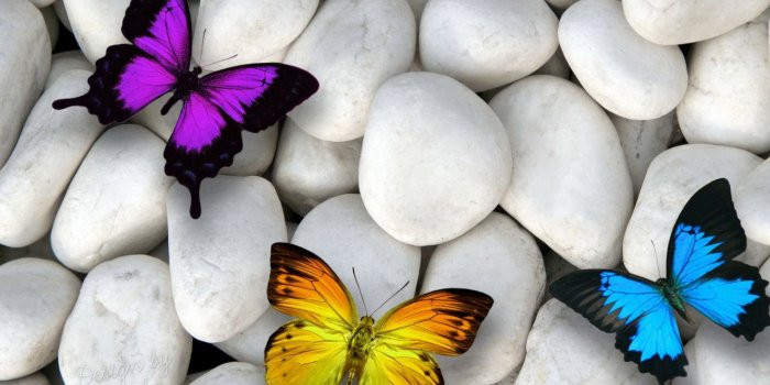 1280x800 Butterfly, Petal, Moths and Butterflies, Invertebrate, Flower