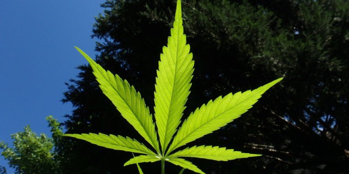 1920x1440 The case for statewide decriminalization of cannabis in Louisiana