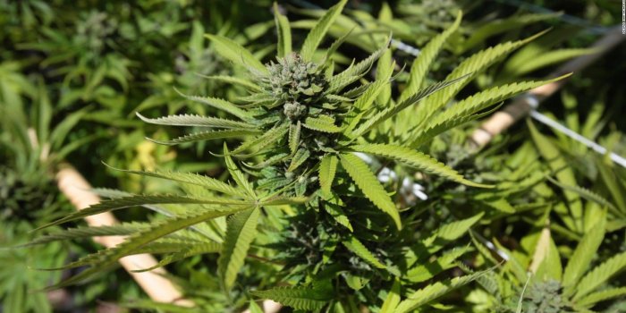 1600x900 Will recreational marijuana soon be legal nationwide?