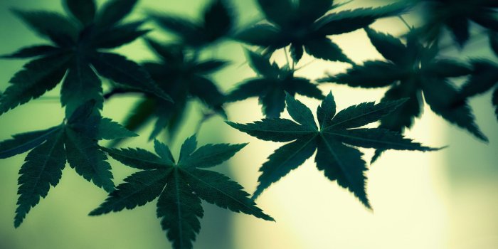 1920x1200 Download Marijuana Cannabis Leaves Green Macro weed wallpaper