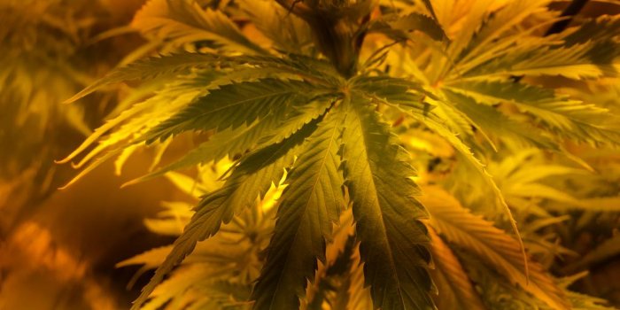 1024x768 New Marijuana Stock Index Debuts: 30 Cannabis Companies In It (GWPH