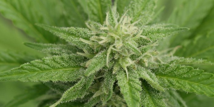 1920x1080 Canada to start legal Marijuana sales