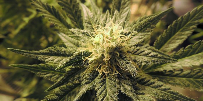 1920x1440 Marijuana Tax: where will the money go when we legalize? | Impact Ethics