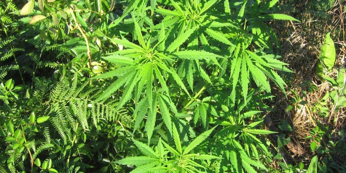 1400x1050 New study finds that marijuana can reprogram sperm genes - The Verge