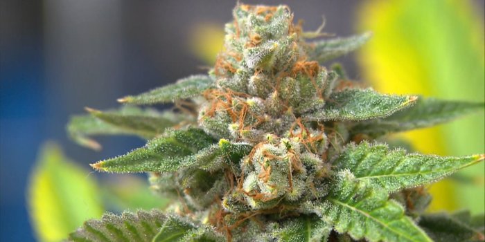 1920x1080 Going to Pot: Will Legal Weed Hurt Medical Marijuana Users in