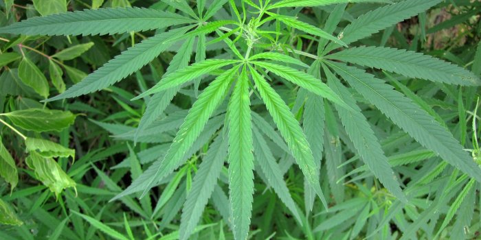 2048x1536 Without The Right Testing Available, New Hemp Laws Make It Hard To