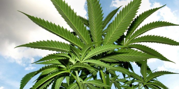 1024x768 New Cannabis Sleep Aid Launched In Israel | Health News