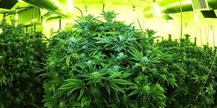 1920x1080 Kush Wallpaper HD (64+ images)