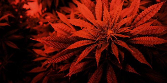 1280x720 ★ Minimal WeeD Mix | ★M★A★R★I★J★U★A★N★A★ | Dance & Minimal Techno★ Mix by:  DJ MetneSs
