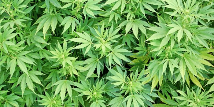3000x2000 April Fools: Stoner Students Offered New Marijuana Major - The Sandspur